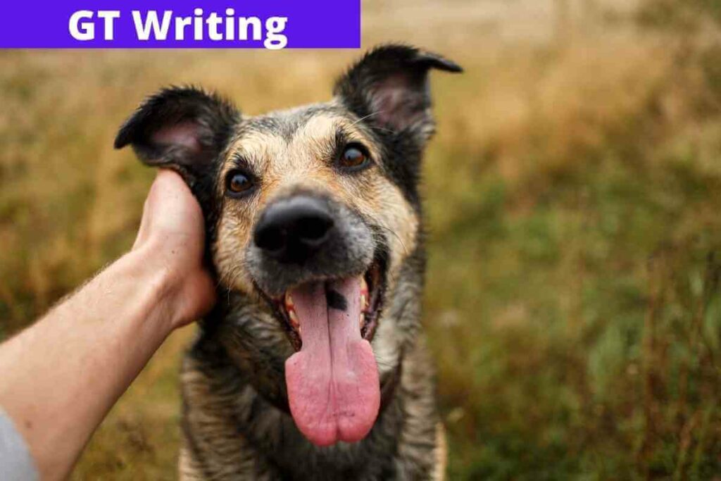 Write a Letter to Complain About a Situation in Which Some Adolescents Let Their Dogs Run Wildly Causing Dangerous IELTS EXAM