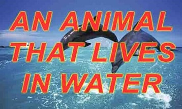 An animal that lives in water speaking cue card with answer IELTS EXAM -  IELTS Fever