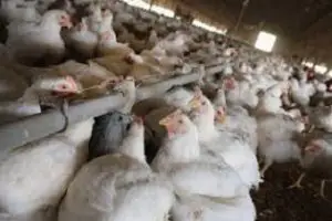 In the modern world, it is no longer necessary to use animals for food or use animal products , for instance, clothing and medicines. To what extent do you agree or disagree?