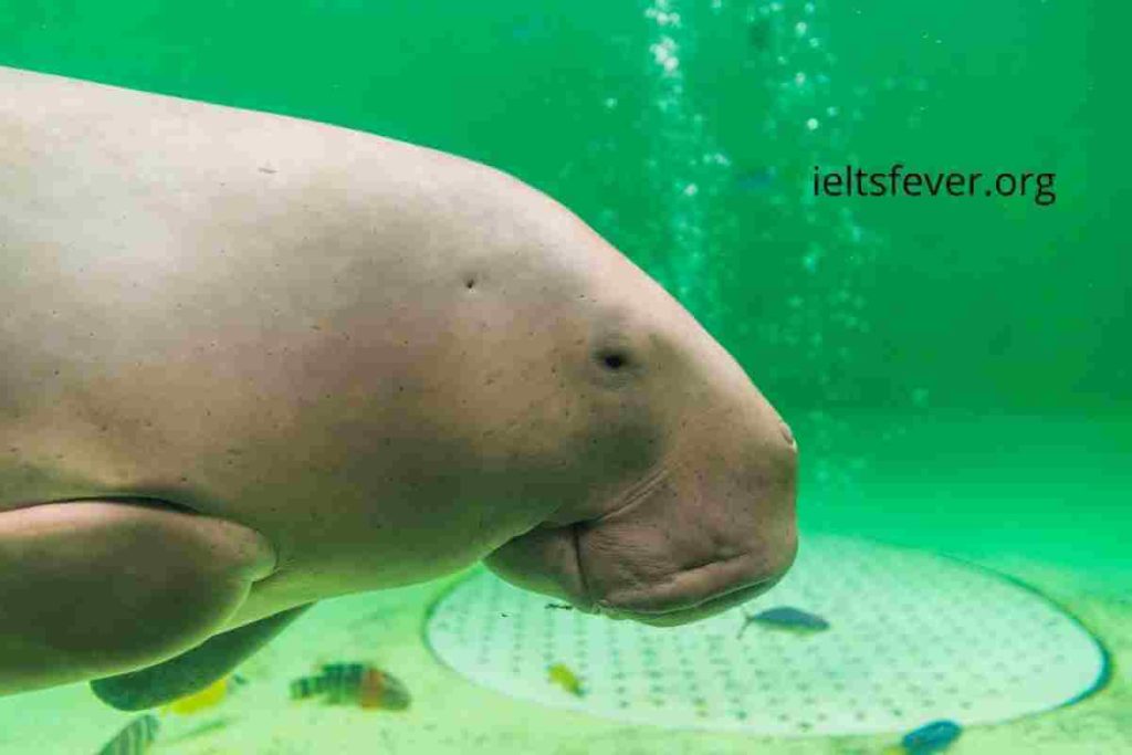 IELTSFever Academic IELTS Reading Test 110 With Answers The Dugong: Sea COW, Art in Iron and Steel, E-training