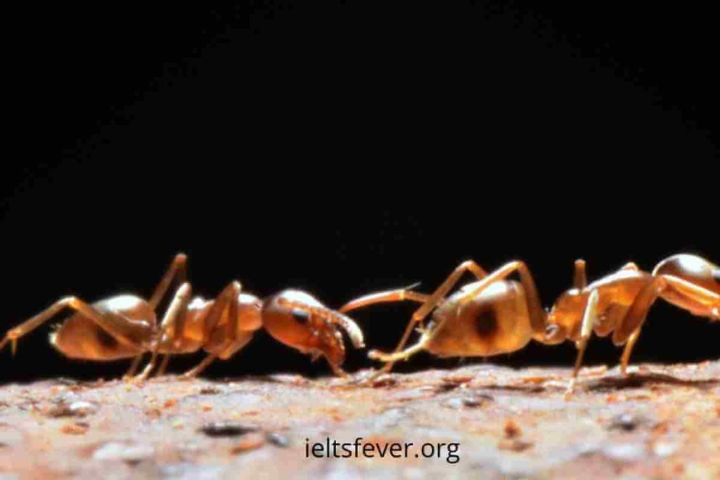 IELTSFever Academic IELTS Reading Test 120, Ants Could Teach Ants, Can we call it“Art”? (2), The significant role of mother tongue language in education