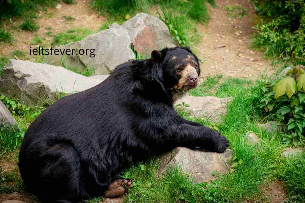 IELTSFever Academic IELTS Reading Test 104 With Answers American Black Bear, Brunel: 'The Practical Prophet, Human Remain In GREEN SAHARA