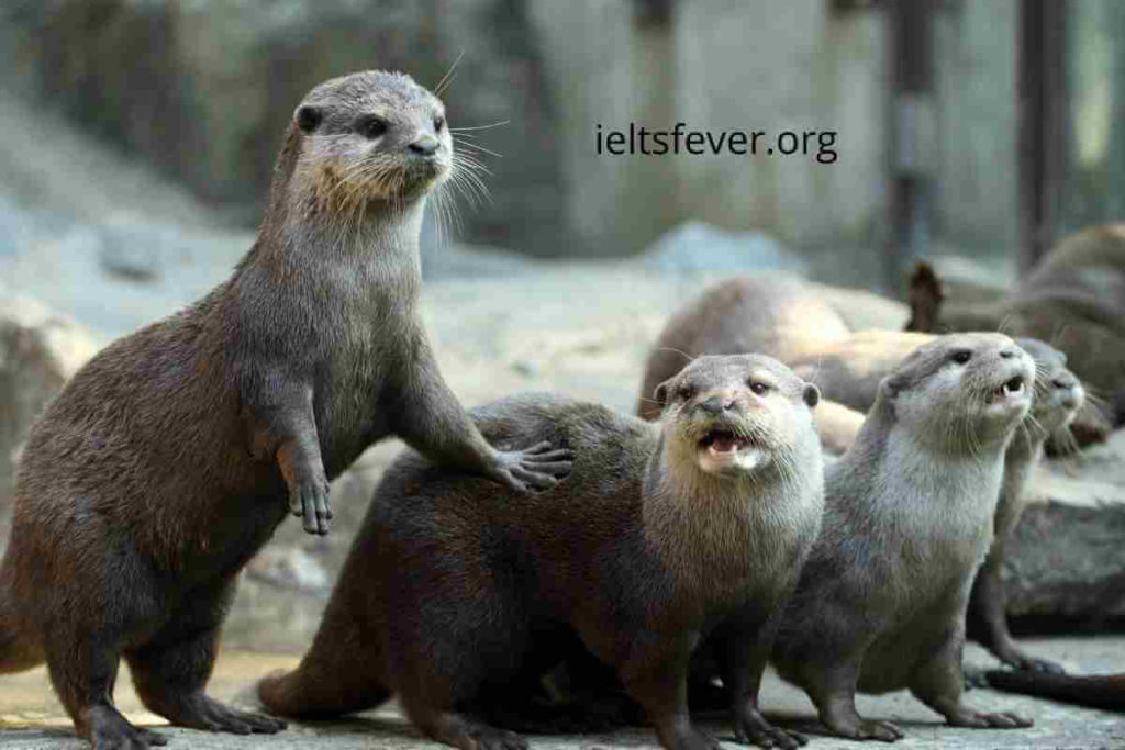 IELTSFever Academic IELTS Reading Test 132, Otter, Griffith and American films, Serendipity: The Accidental Scientists