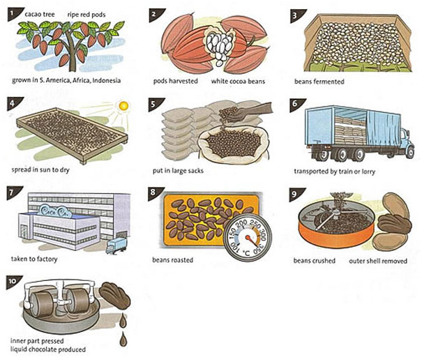 The illustrations show how chocolate is produced