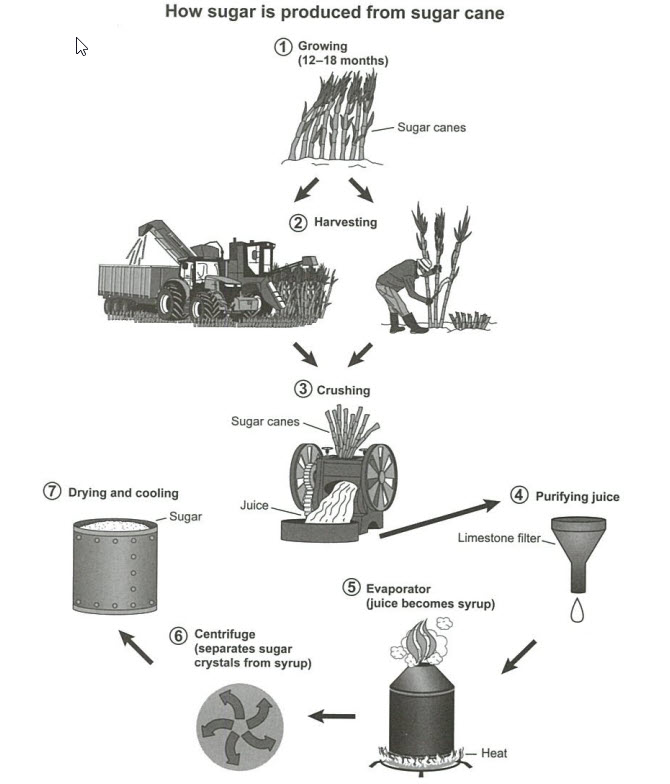 The diagram below shows the manufacturing process for making sugar from sugar cane