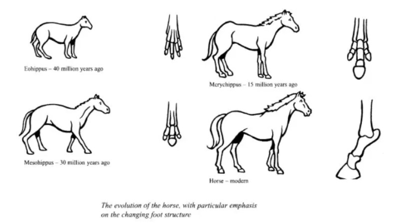 Evolution of Modern Horse from Its Ancestor