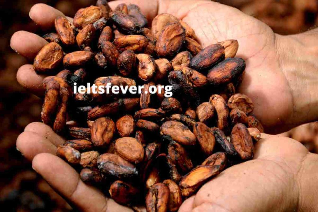 The Diagram Below Shows The Steps of Processing Cocoa Beans