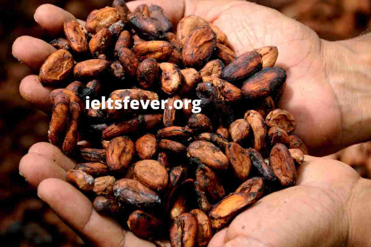 ielts essay task 1 cocoa beans and chocolate process diagram