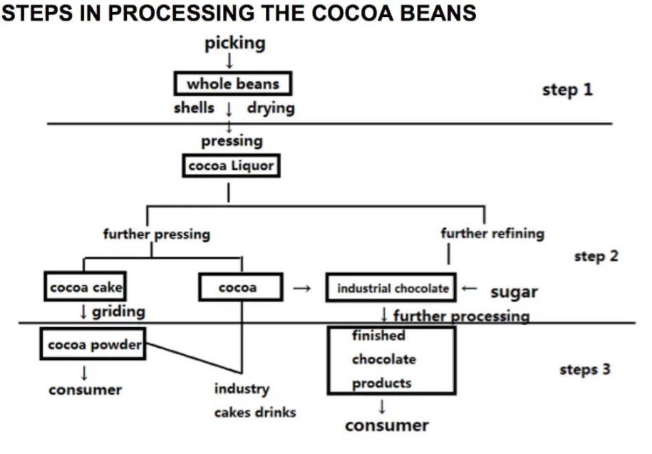 The diagram below shows the steps of processing cocoa beans