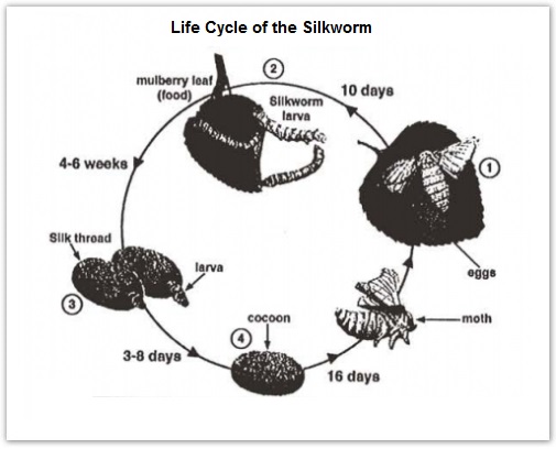 The diagrams below show the life cycle of the silkworm and the stages in the production of silk cloth