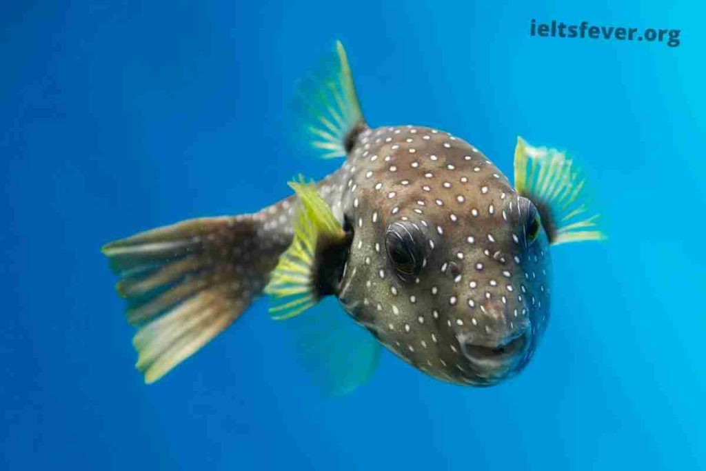 Describe an Aquatic Animal Speaking Cue Card (1)