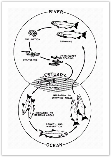 The diagram below shows the life cycle of a salmon, from egg to adult fish