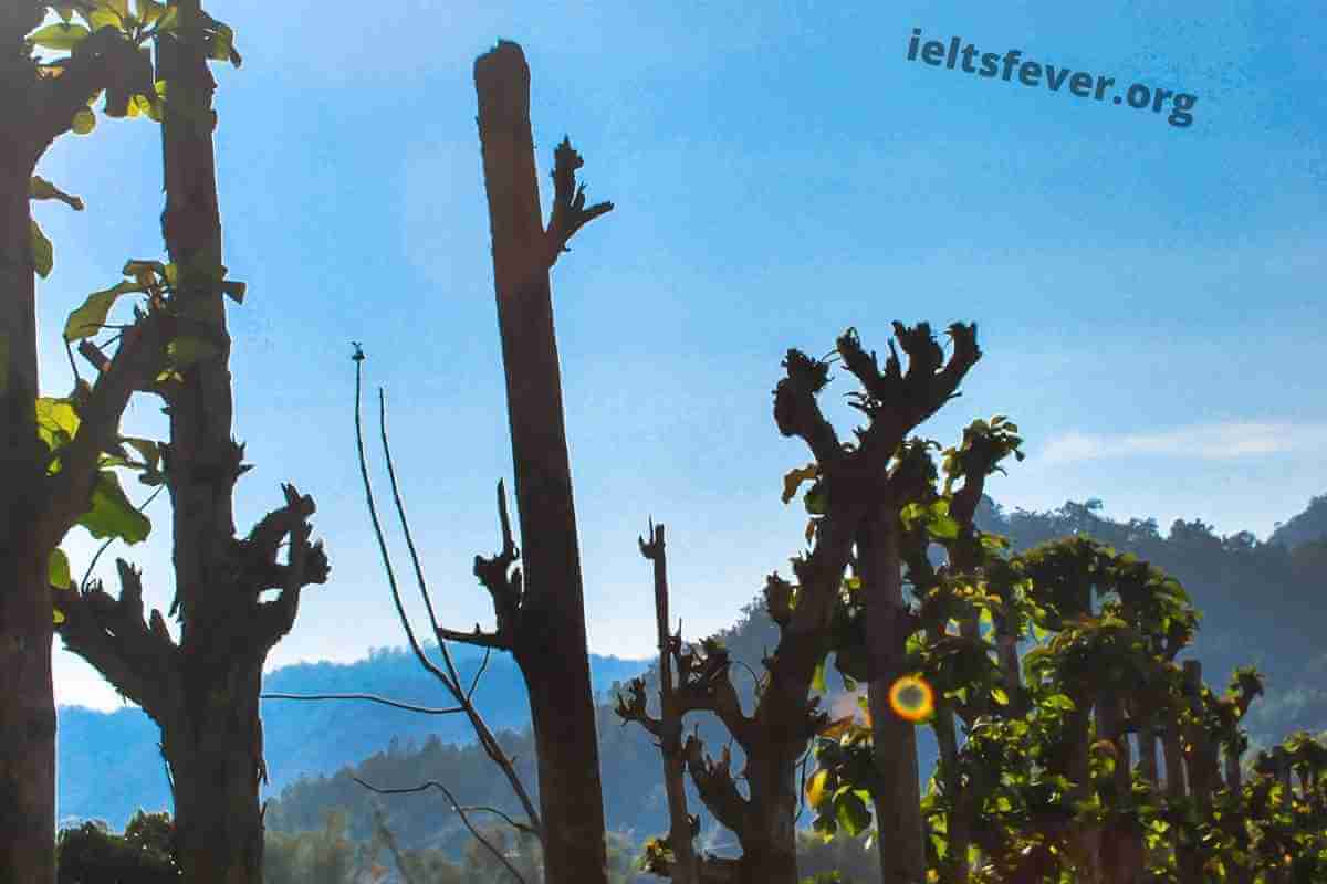 Foresttrees IELTS Speaking Part 1 Questions With Answer (1)
