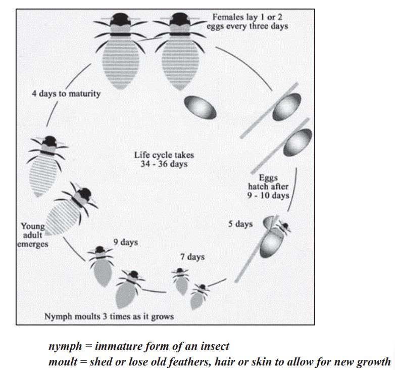 The diagram shows the life cycle of the honey bee. Summarise the information by selecting and reporting the main features, and make comparisons where relevant.