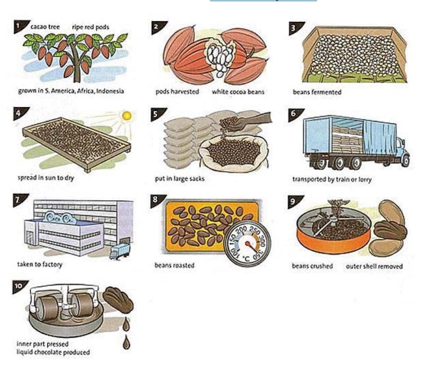 The illustrations show how chocolate is produced.
