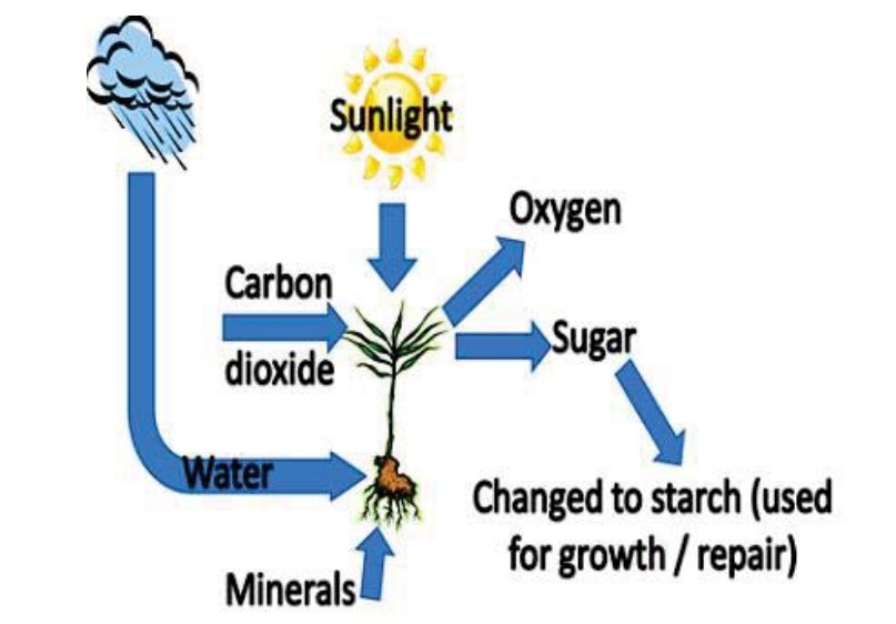 The process shows how plants create food.