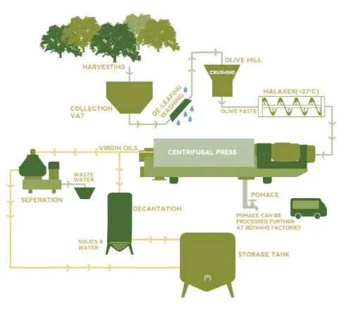 The diagram details the process of producing olive oil.