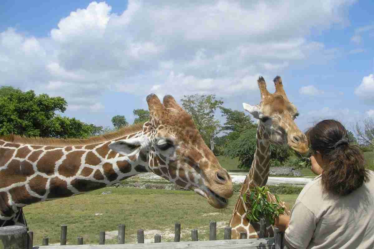 We No Longer Need to Have Animals Kept in Zoos so Zoos Should Be