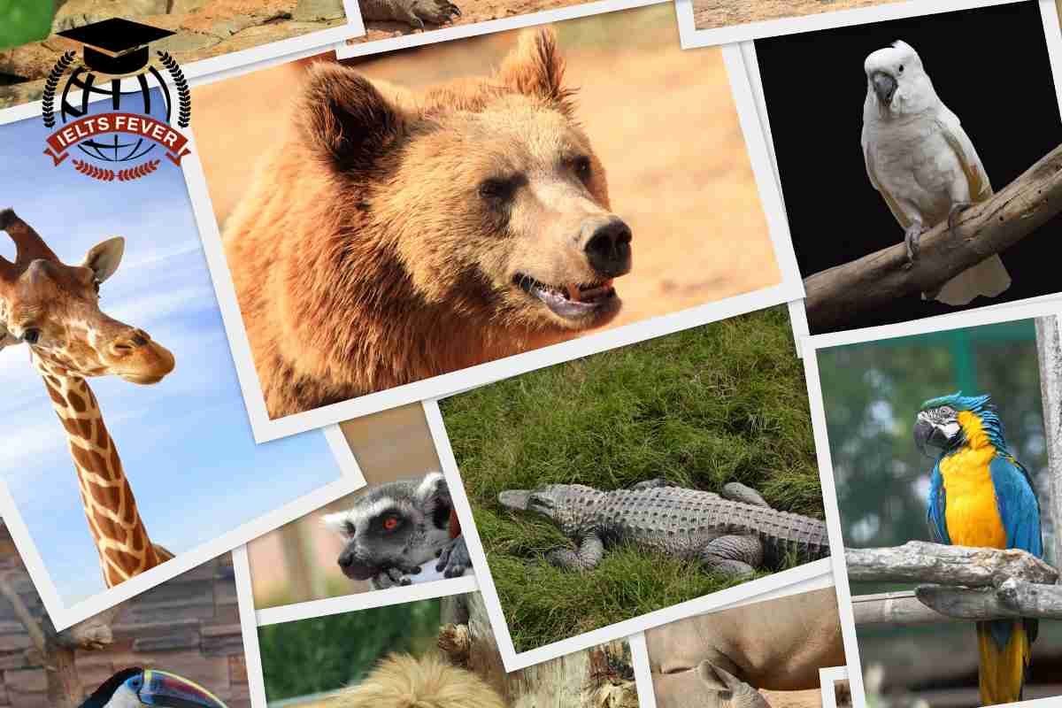 Wild Animals Have No Place in The 21st Century, so Protecting Them Is a  Waste of Resources - IELTS Fever