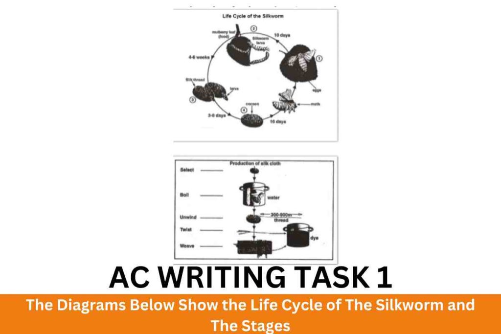 The Diagrams Below Show the Life Cycle of The Silkworm and The Stages