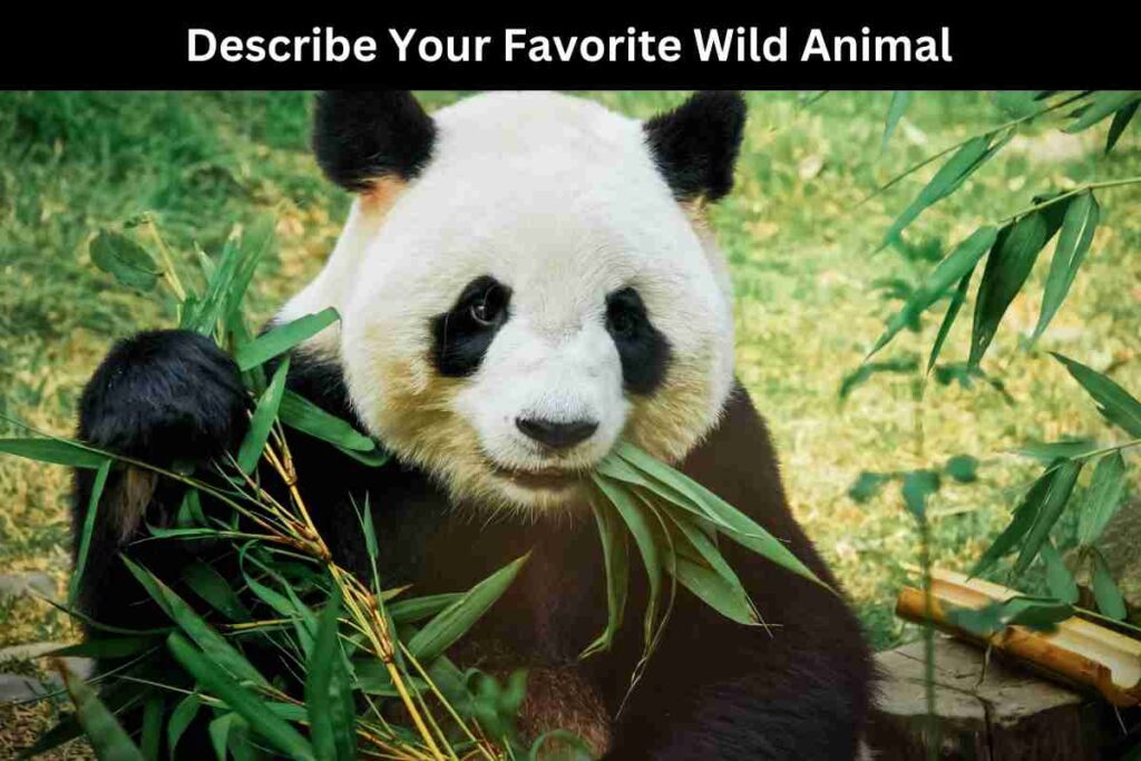Describe Your Favorite Wild Animal (1)