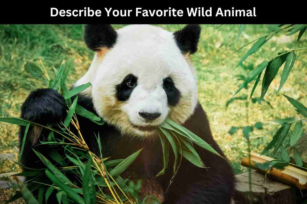 Describe Your Favorite Wild Animal - IELTS Fever