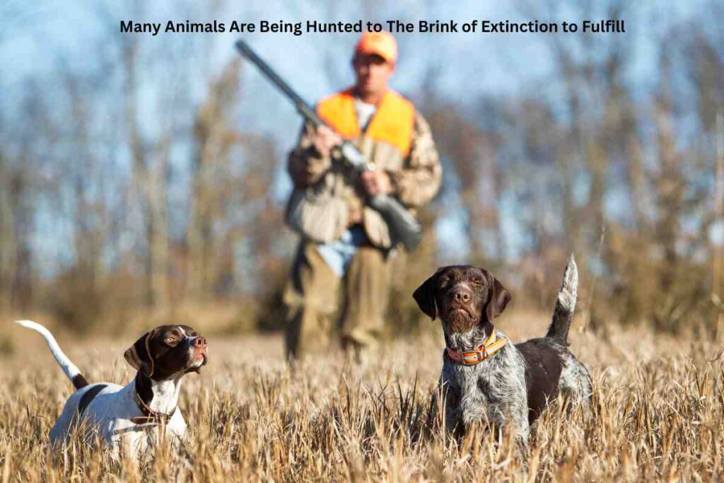 Many Animals Are Being Hunted to The Brink of Extinction to Fulfill