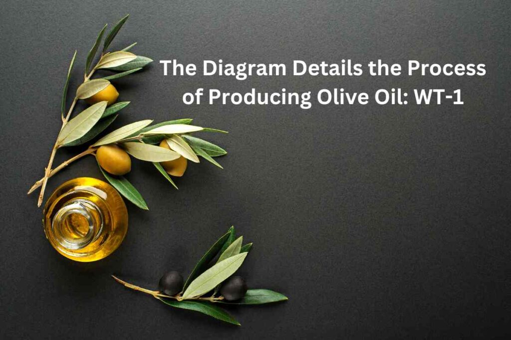 The Diagram Details the Process of Producing Olive Oil WT-1