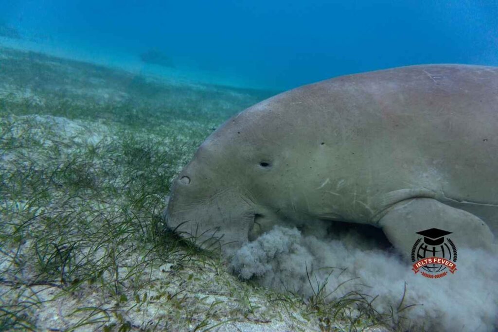 IELTSFever Computer Based Academic Reading Test 10: The Dugong Sea Cow