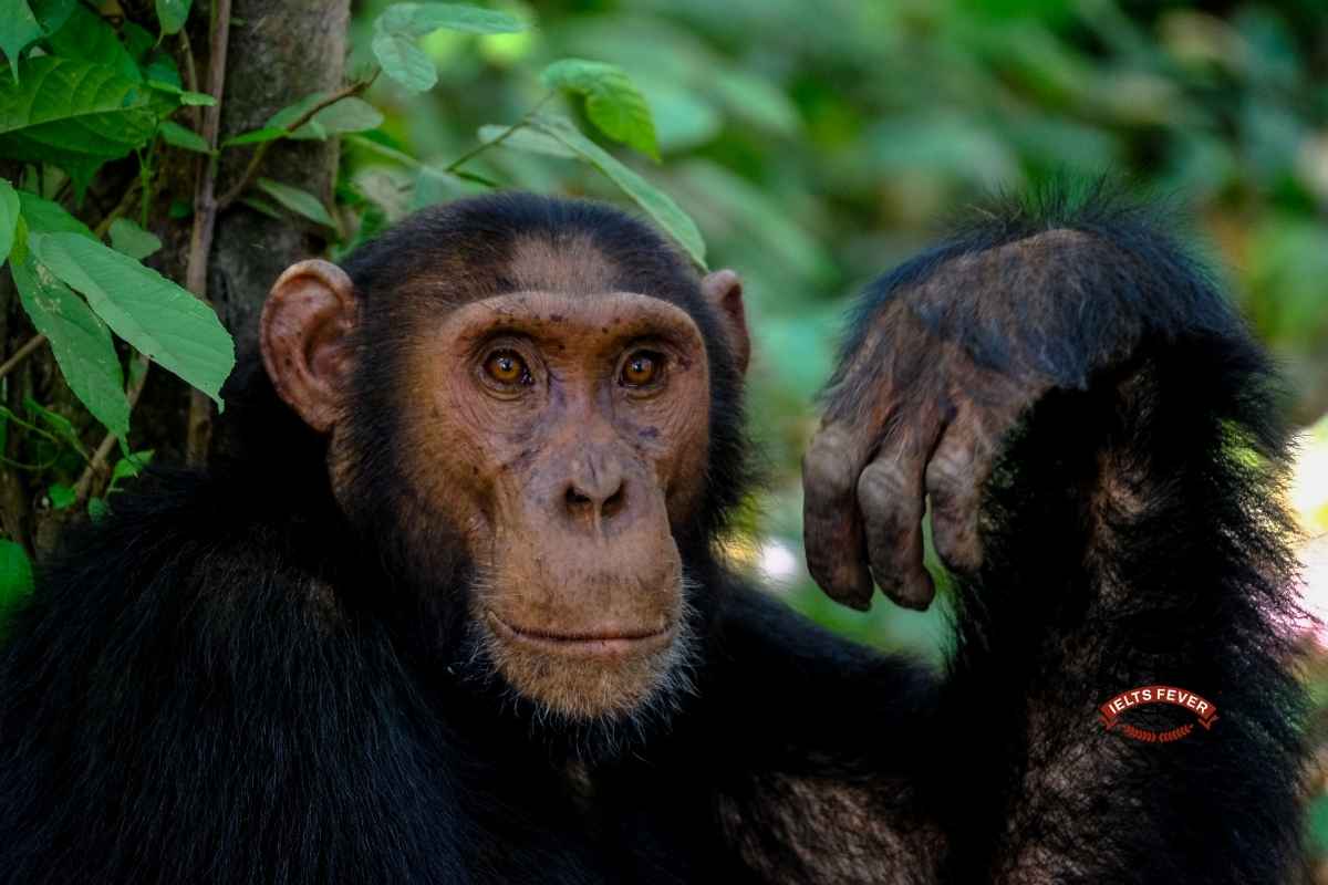 IELTSFever Computer Based Academic Reading Test 2: The Culture of Chimpanzee