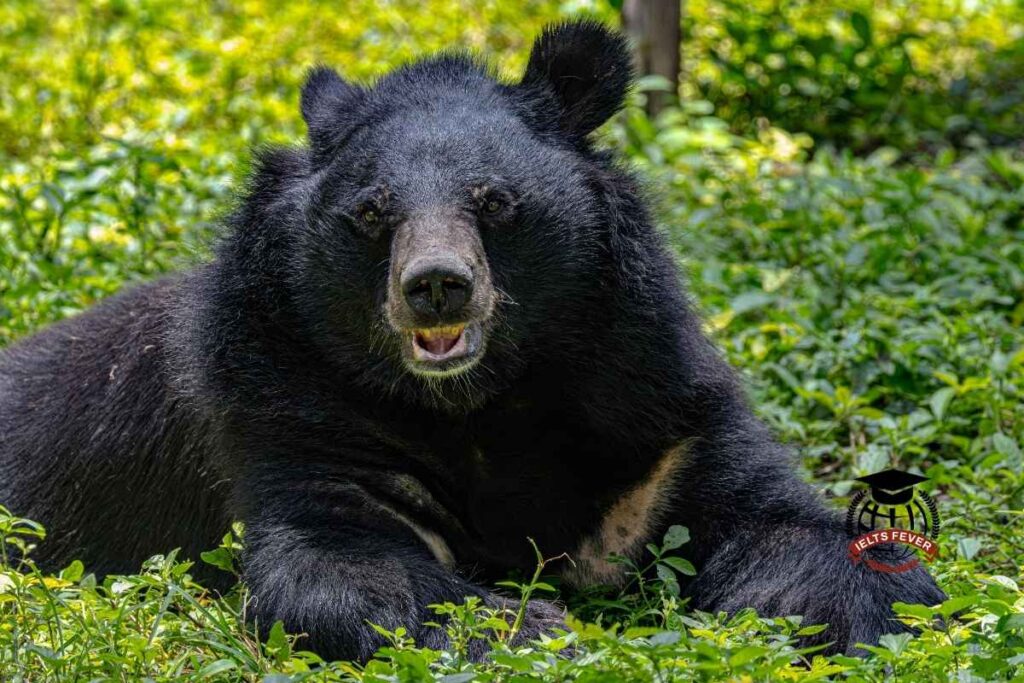 IELTSFever Computer Based Academic Reading Test 4: American Black Bear